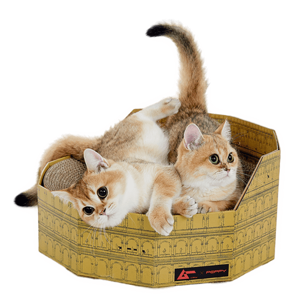 古代猫帝国のコロッセオ爪とぎ
