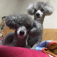 Ｓｉｐｐｏｌｅ 犬おやつ わんみぃ（無添加 国産）