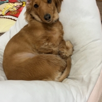 食べられる歯みがきロープ愛犬用　コラーゲン