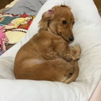 高野豆腐フロコン
