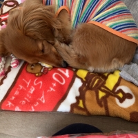Ｓｉｐｐｏｌｅ わんデリ(犬 トッピング）